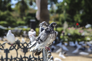 114-1205-vogel-taube-park-sommer-zufriedene-kunden-unikat