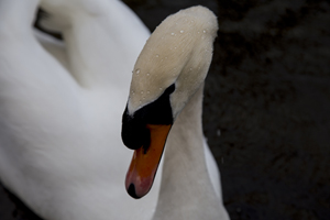 114-1440-schwan-tropfen-schoenheit-schwimmen-wechselbilderrahmen-portraets