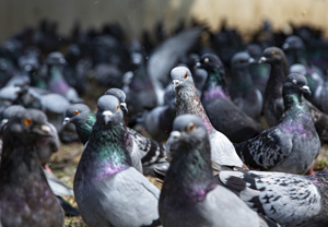 114-1474-vogel-taube-graublau-schar-wandbilder-xxl-personalisierung