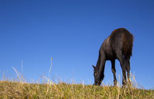 114-1517-esel-haustier-fuettern-gras-waehlbare-groessen-online-shop