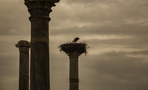 114-1531-nest-storch-saeule-monochrom-wandbilder-xxl-personalisierung