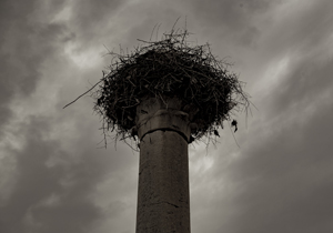 114-1537-nest-saeule-grau-finster-wandbild-onlineshop