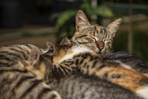 114-1608-katzen-schlafen-streifen-tier-verschoenerung-online-kaufen