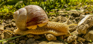 114-1647-schnecke-kriechen-stein-gras-unikat-museum