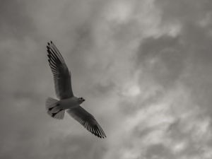 114-1663-vogel-moewe-regenwolken-flug-top-qualitaet-muenchen-bilder