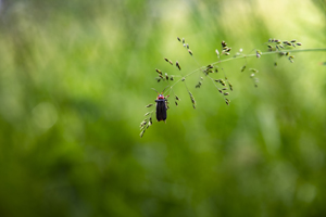 114-1743-gras-gruene-insekt-wechselrahmen-hochwertige-fotokunst