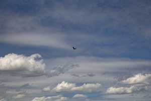 116-1109-himmel-vogel-ueber-den-wolken-flug-kunstbilder-glasbild