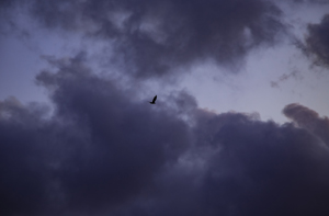 116-1571-grau-wolken-vogel-himmel-holzbilder-galerie