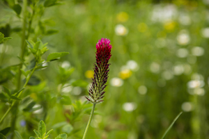 117-1087-gruen-sommer-bluete-blumenfeld-hochwertige-fotokunst-fotografie