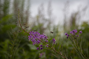 117-1143-insekt-blume-magenta-natur-gerahmte-bilder-digitaldruck