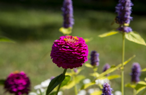 117-1155-magenta-kugel-blumenfeld-gerahmt-coole-bilder