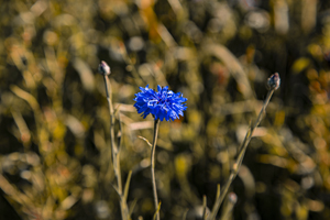 117-1217-flockenblume-feld-pflanzen-blau-galerie-bild-xxl