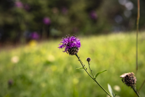 117-1230-kopfklee-magenta-blumenfeld-frei-waehlbaren-groessen-beruehmter-fotograf