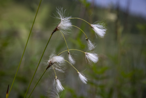 117-1268-rispe-weiss-weich-blume-fotokunst-artprint