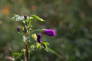 117-1275-morgen-tropfen-aufwachen-blume-fotografie-artland