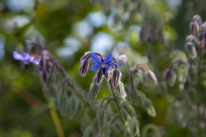 117-1285-feldblume-natur-sommer-einzigartig-art-gallery