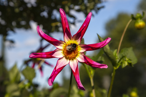 117-1311-magenta-gelb-insekt-blume-beruehmter-kuenstler-exklusive-bilder