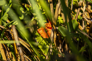 117-1328-sonnig-orange-pflanze-gruen-bild-kaufen-online-fotokunst