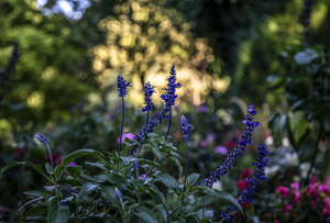 117-1334-blumen-feld-bunt-sommer-bild-muenchen-fotokunst-online-kaufen