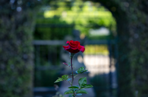 117-1344-rose-rot-gruen-schoen-coole-bilder-galerie-qualitaet