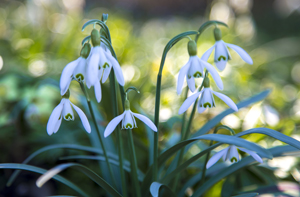 117-1425-schneegloeckchen-weiss-fruehlung-fotografie-gemaelde