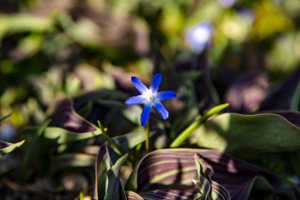 117-1435-ultrablau-bluemchen-natur-bildershop-freude-der-kunden