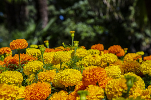 117-1614-golden-orange-freudig-blume-fotokunst-gerahmt