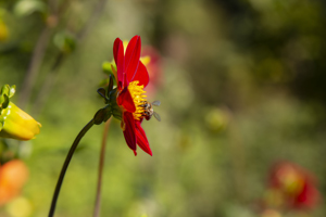 117-1627-blume-rot-biene-sommer-glasbilder-kultur