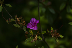 117-1709-blume-tau-morgen-auf-rechnung-hochwertige-sonderanfertigungen