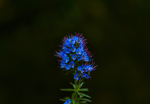 117-1711-blaue-blume-bild-muenchen-handsigniert