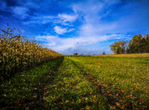 204-1170-herbstliches-feld-am-tag-bilder-online-kaufen-sammlungspraesentation