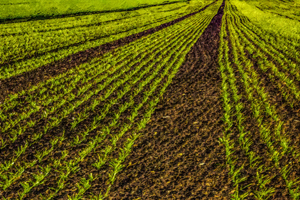 205-1082-junges-feld-digitaldruck-porträts