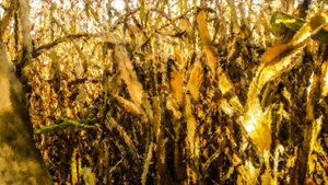 205-1094-reifer-korn-art-galerie-bilder