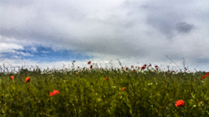 208-1163-mohnblume-feld-himmel-leinwandbilder-gallery