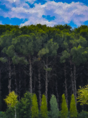 208-1177-wald-baum-himmel-wolke-kunst-bilder-zeitgenoessische-kunst