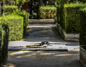 210-1107-brunnen-katze-garten-wechselbilderrahmen-beruehmter-fotograf