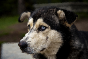 214-1143-hund-blaue-augen-sammlungspraesentation-bilderrahmen