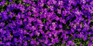 217-1044-blumen-violet-onlineshop-fotokunst-online-kaufen